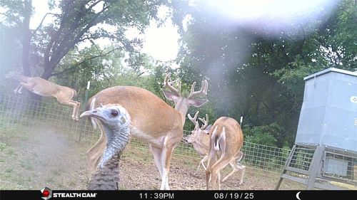TBD County Road 137, Cisco, TX, 76437 | Card Image