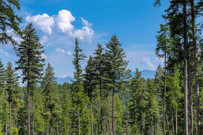 664 Saddlehorn Trl, Home with 0 bedrooms, 0 bathrooms and null parking in Bigfork MT | Image 31