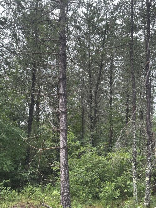 lot-15-rns-NEAR Cth Y S, Tomahawk, WI, 54487 | Card Image