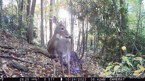 2778 Mule Stomp Rd, Clyde, NC, 28721 | Card Image