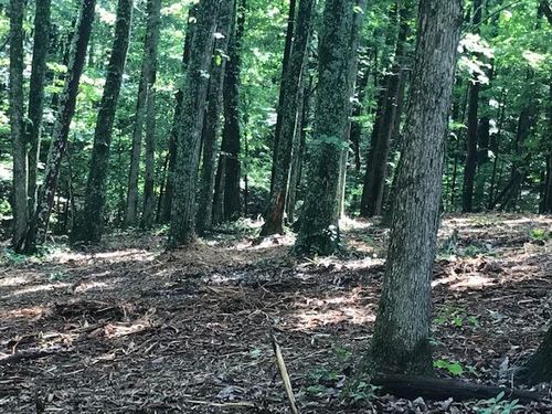 24 Piney Knob Dr, Spring City, TN, 37381 | Card Image