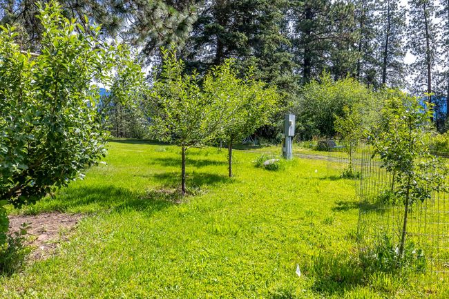 orchard | Image 102