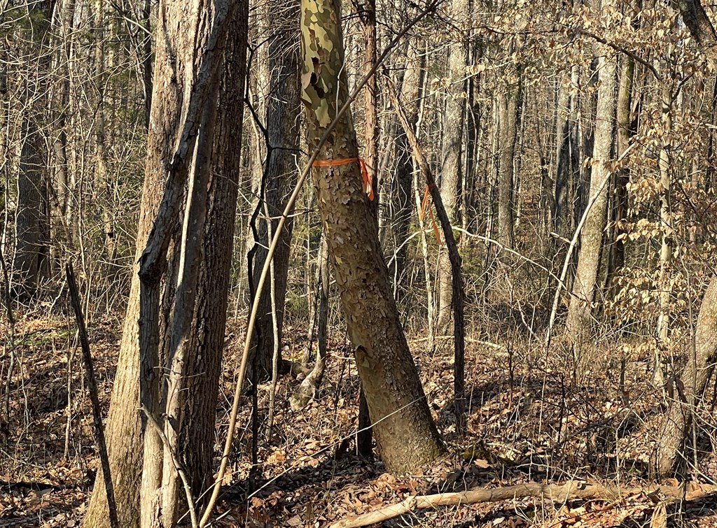 Land in Drakes Branch 3