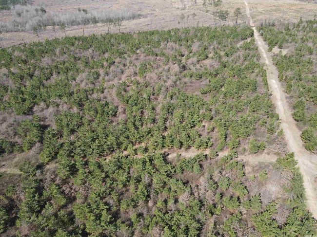 00 Highway 278 Highway, Home with 0 bedrooms, 0 bathrooms and null parking in Rosston AR | Image 35