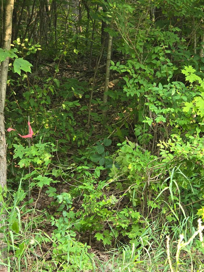 Property Marker #2 off of 9 Rd in the trees. | Image 7