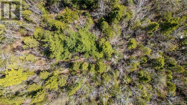1387 Bells Mills Rd, Home with 0 bedrooms, 0 bathrooms and null parking in Richibouctou-Village NB | Image 12
