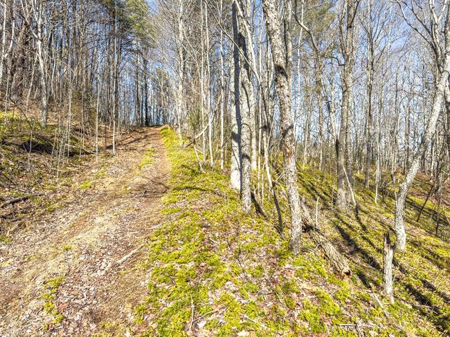 92 Acres Laurel Fork Rd, Home with 0 bedrooms, 0 bathrooms and null parking in Rocky Gap VA | Image 16