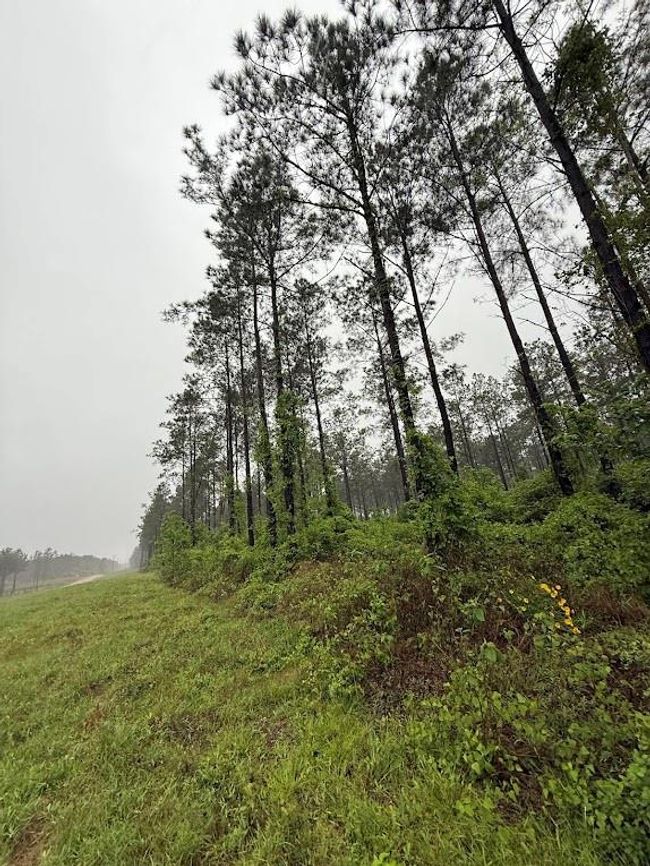 0 Richardson Rd E, Home with 0 bedrooms, 0 bathrooms and null parking in Livingston TX | Image 28