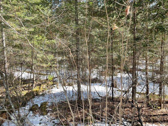 Needleleaf Lot 6 | Image 5