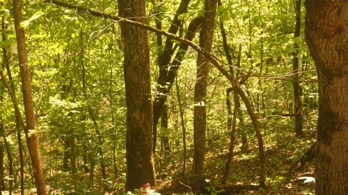 Lot 4 Booth Creek Rd, Williford, AR, 72482 | Card Image