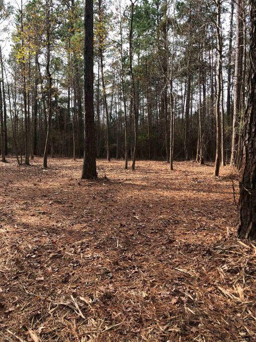 TBD 13.56 ACRES Pr 8725, Woodville, TX, 75979 | Card Image