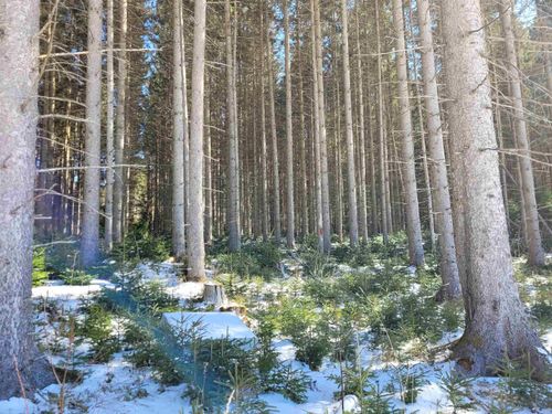 210 Cow Hill Rd, West Danville, VT, 05873 | Card Image