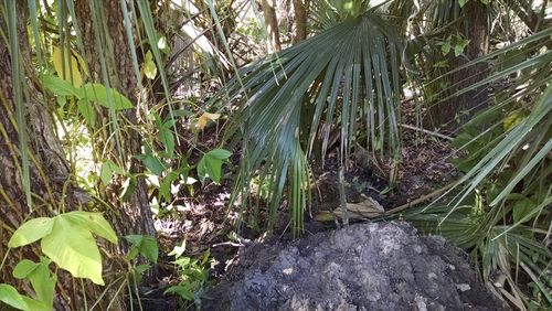 8 Santiago, Debary, FL, 32713 | Card Image