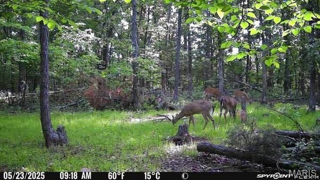 View of woods | Image 32