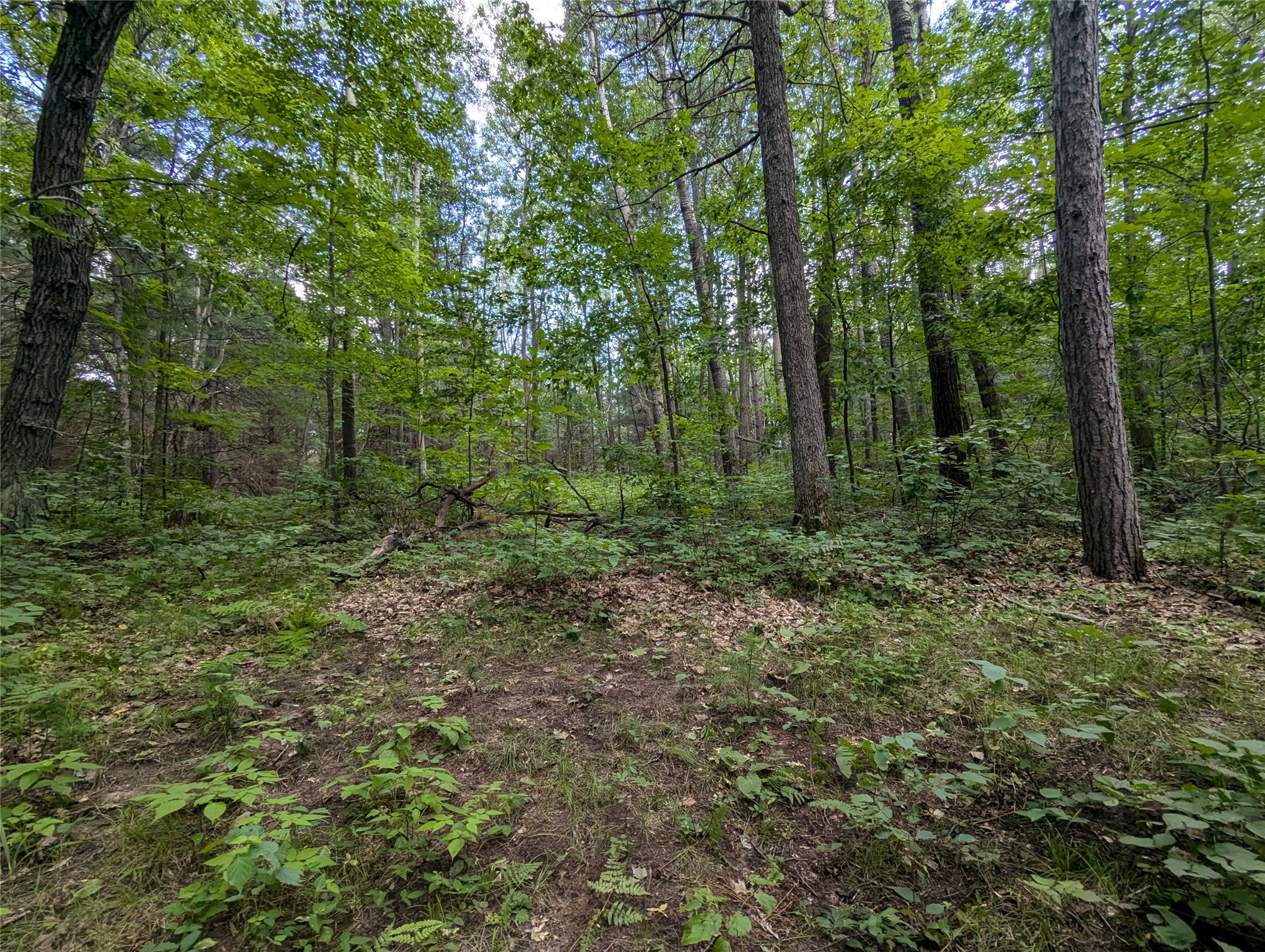 Land in Webster 3