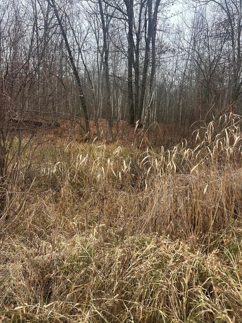 TBDxx Lake Camile, Cushing Twp, MN, 56475 | Card Image