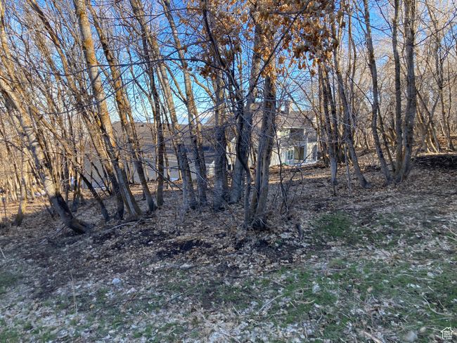 View of local wilderness | Image 12