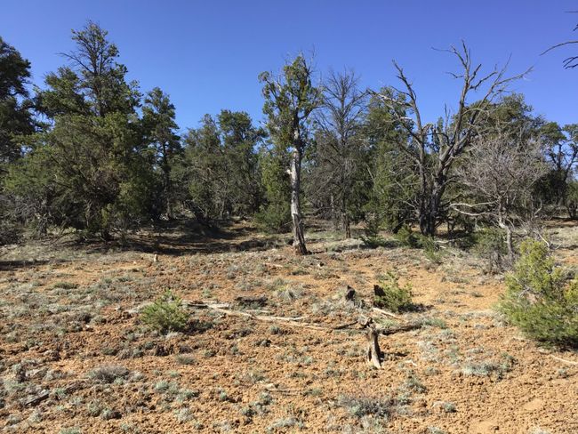 Lot 7 Red Fox Road, Home with 0 bedrooms, 0 bathrooms and null parking in Ramah NM | Image 25