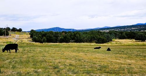 7-7 Juniper Dr, Fairview, UT, 84629 | Card Image