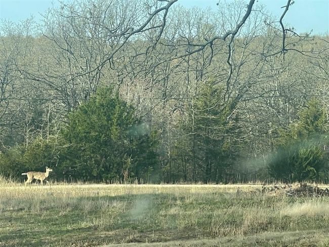 Always seeing wildlife even on a photo shoot day | Image 41