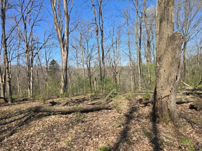 8266 State Highway 262, Home with 0 bedrooms, 0 bathrooms and null parking in Dillsboro IN | Image 13