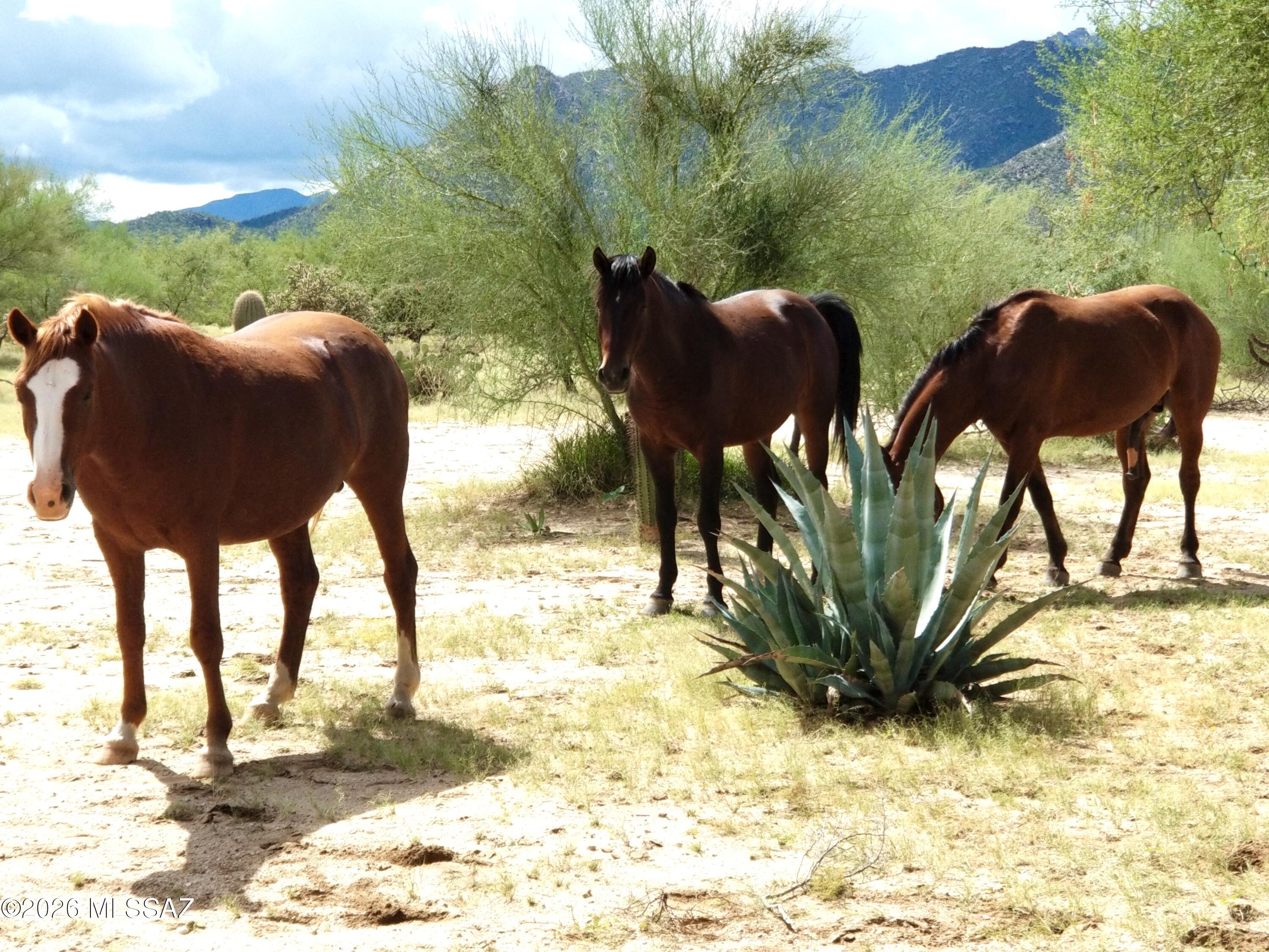 Land in Tucson 2