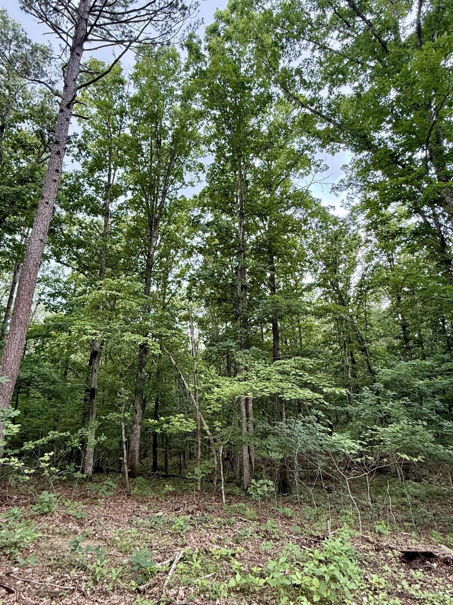 Land in Licking 5