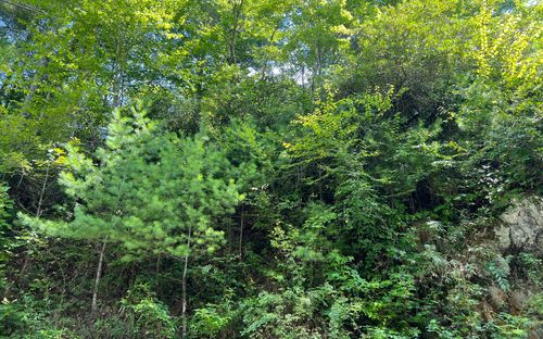 LT 76 Fires Creek Rd, Hayesville, NC, 28904-7526 | Card Image