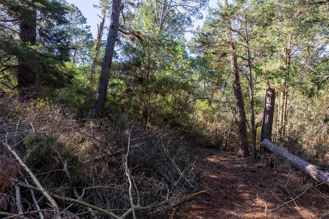 View of wooded area | Image 15