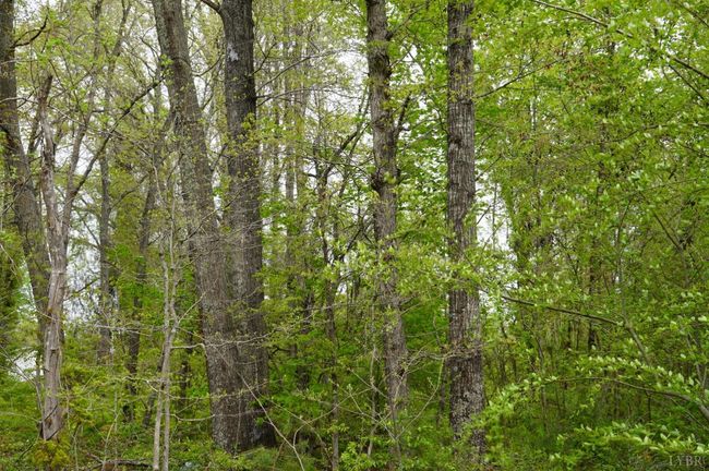 0 Walker Rd, Home with 0 bedrooms, 0 bathrooms and null parking in Brookneal VA | Image 4
