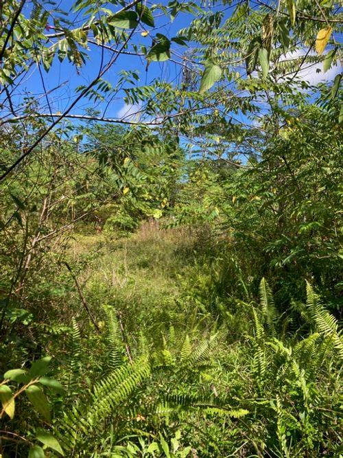 14-3481 Shell Rd, PAHOA, HI, 96778-8167 | Card Image