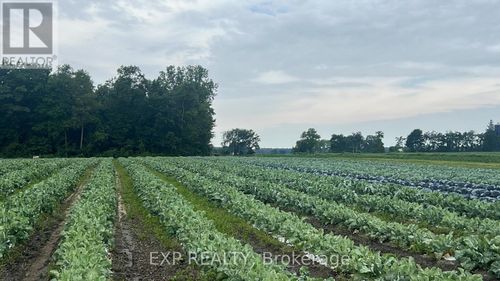 11 Tucker St, Newbury, ON, N0L1Z0 | Card Image