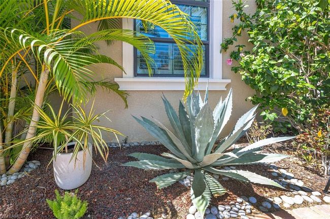 Agave Plant | Image 48
