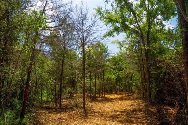 View of wooded area | Image 5