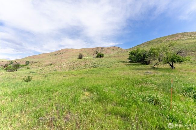 Vintage apple trees scattered on land and bunch grasses sway to soft spring breezes | Image 6