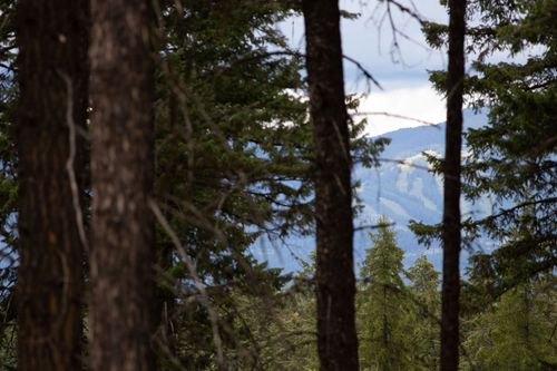 lot-8-149 Rosewood Lane, Whitefish, MT, 59937 | Card Image