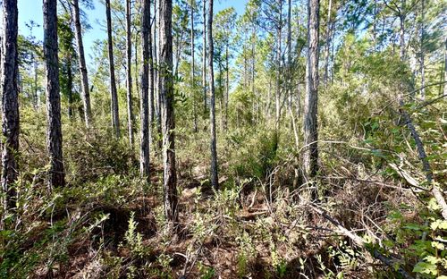 LOT15 Sw Van Buren Rd, Mayo, FL, 32066 | Card Image