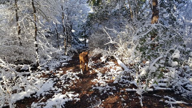View of snow covered land | Image 25