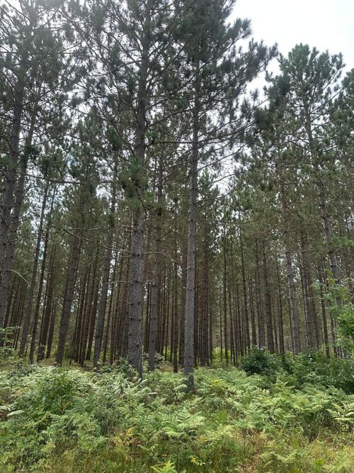 lot-2-ON Lee Rd, Tomahawk, WI, 54487 | Card Image