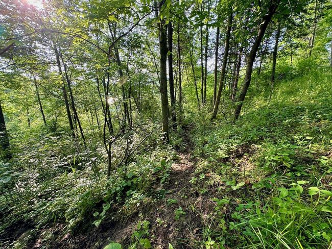 E13758 Highway 82, House other with 4 bedrooms, 2 bathrooms and null parking in Stark WI | Image 59