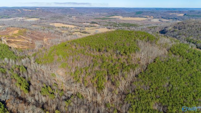 80 acres Rock Creek Rd, Home with 0 bedrooms, 0 bathrooms and null parking in Eva AL | Image 16