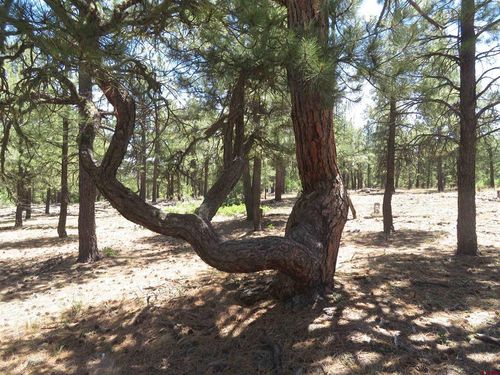 500 Coronado Cir, Pagosa Springs, CO, 81147-8871 | Card Image