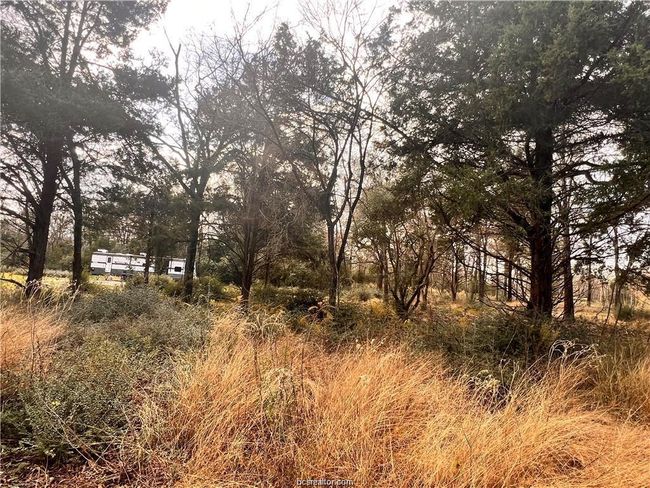 View of local wilderness | Image 15