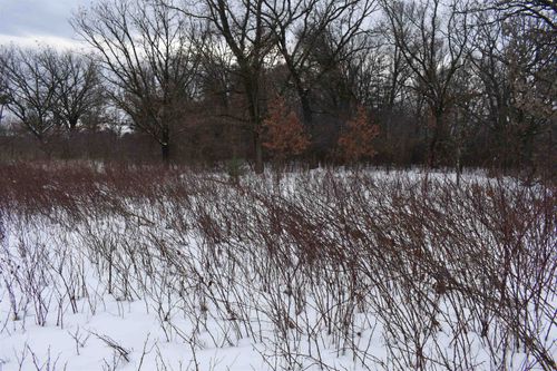 9464 Hollywood Rd, NEKOOSA, WI, 54457-7429 | Card Image