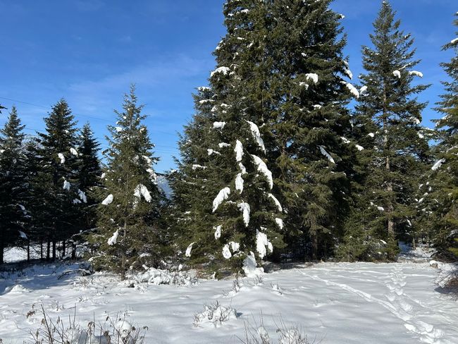 5 Red Fir Ln, Home with 0 bedrooms, 0 bathrooms and null parking in Noxon MT | Image 22