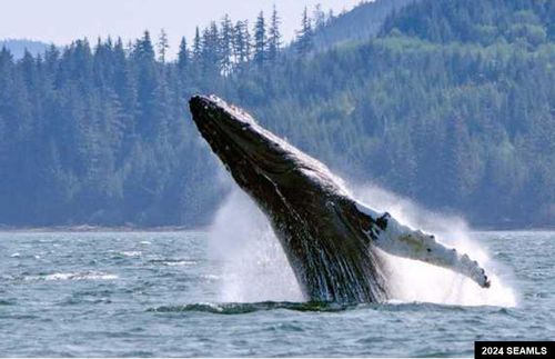 lot17-blk-b-excursion-i-17 Excursion Inlet, Excursion Inlet, AK, 99827 | Card Image