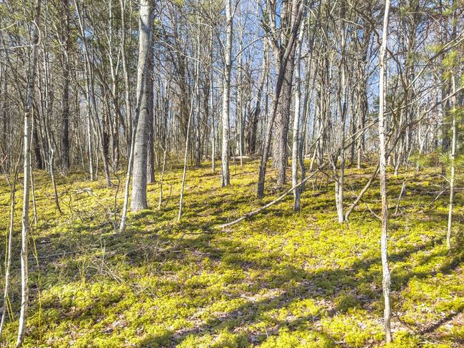 92 Acres Laurel Fork Rd, Home with 0 bedrooms, 0 bathrooms and null parking in Rocky Gap VA | Image 15
