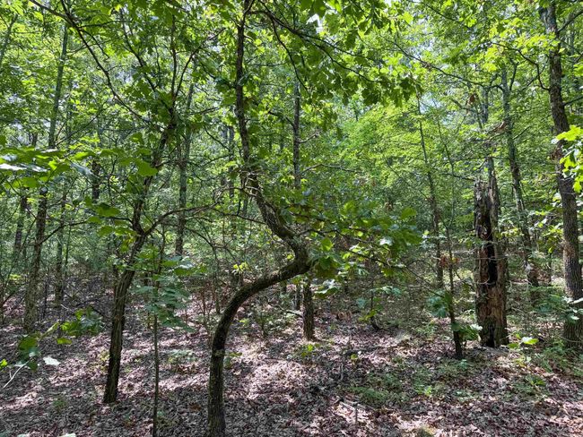 38 High Point Dr, Home with 0 bedrooms, 0 bathrooms and null parking in Mayflower AR | Image 9