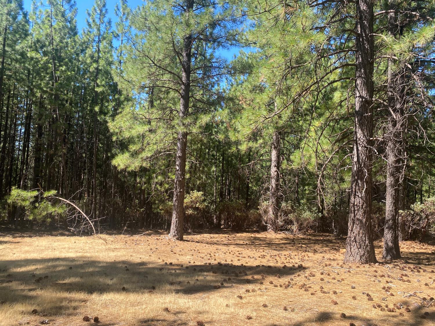 Land in Grizzly Flats