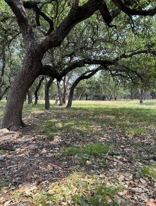 00 Old Red Ranch Rd, Home with 0 bedrooms, 0 bathrooms and null parking in Dripping Springs TX | Image 4